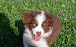 Australian Shepherd dogs for sale: Polly - Image 9