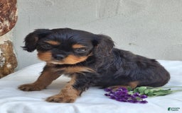 Cavalier King Charles Spaniel dogs for sale: Sparkle - Image 10