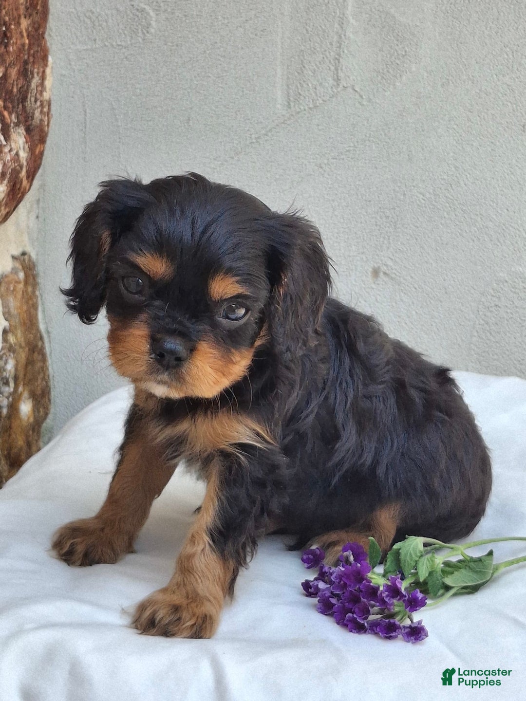 Cavalier King Charles Spaniel dogs for sale: Sparkle - Image 10