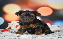 Yorkiepoo dogs for sale: Bingo - Image 5