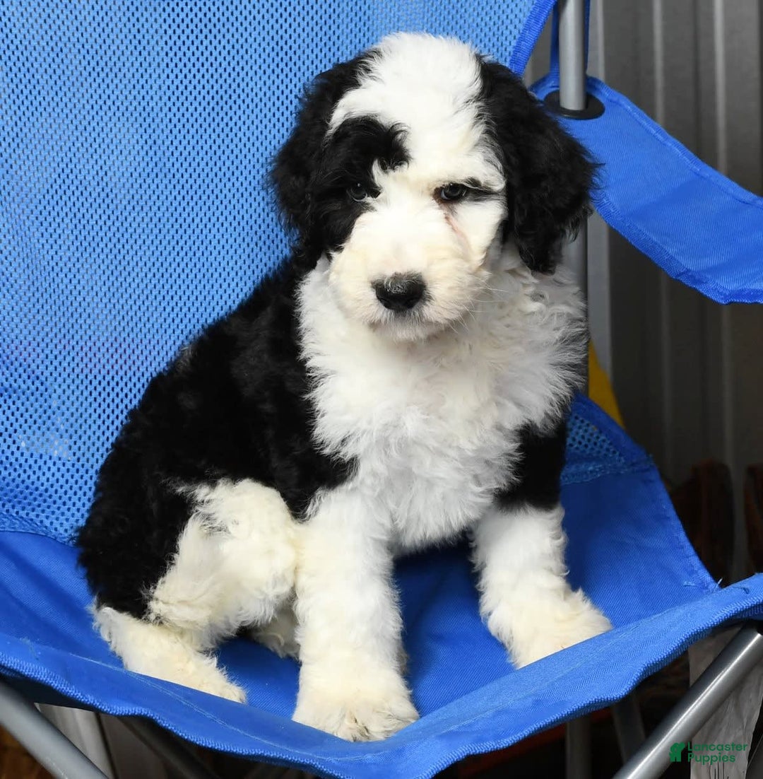 Sheepadoodle dogs for sale: Tulip - Image 9