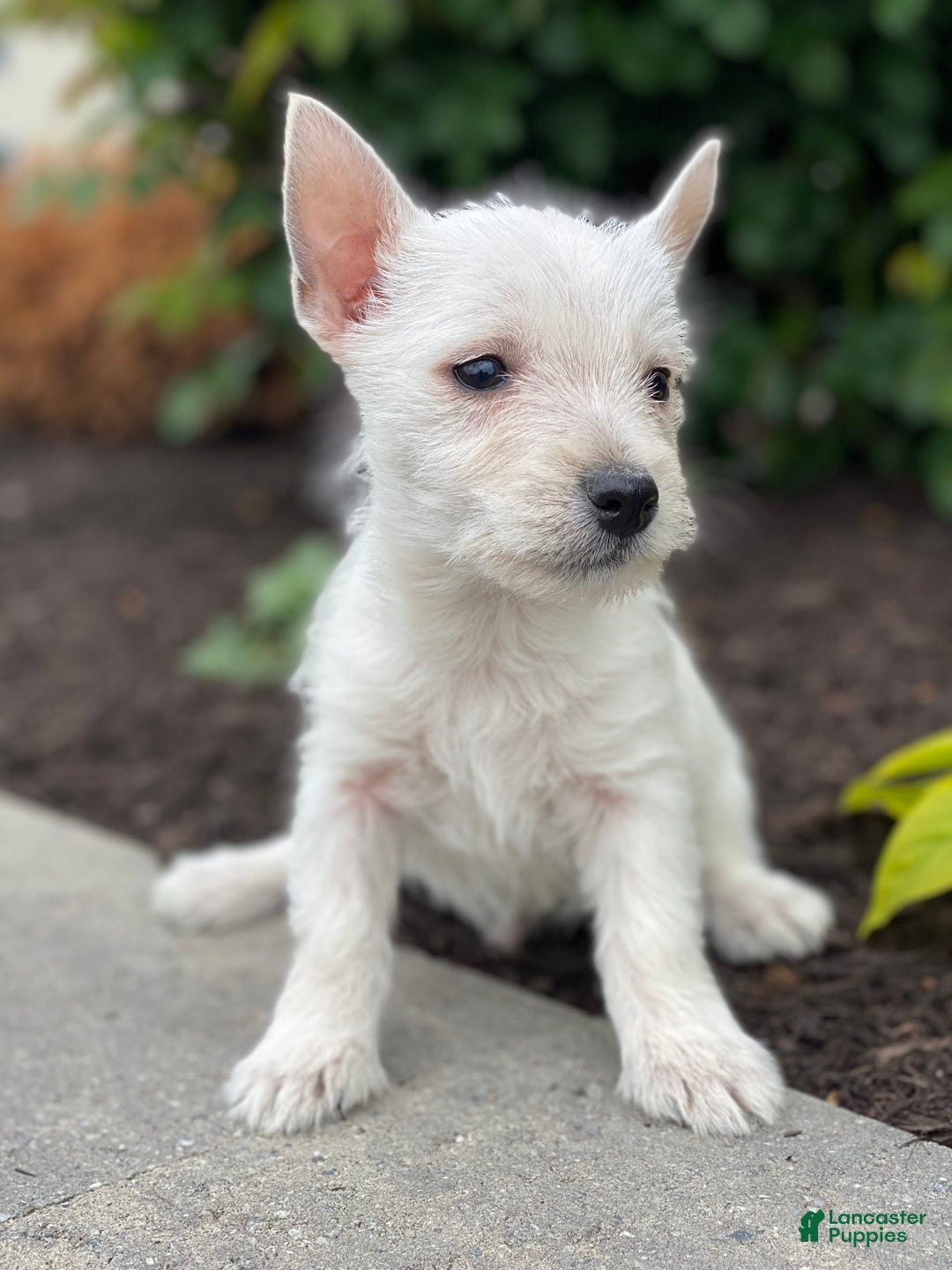 West Highland Terrier dogs for sale: Wrangler - Image 2