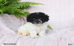 Miniature Poodle dogs for sale: Homer - Image 4