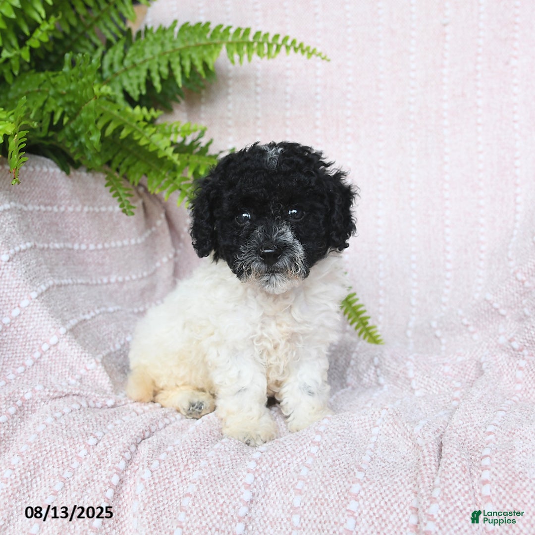 Miniature Poodle dogs for sale: Homer - Image 4