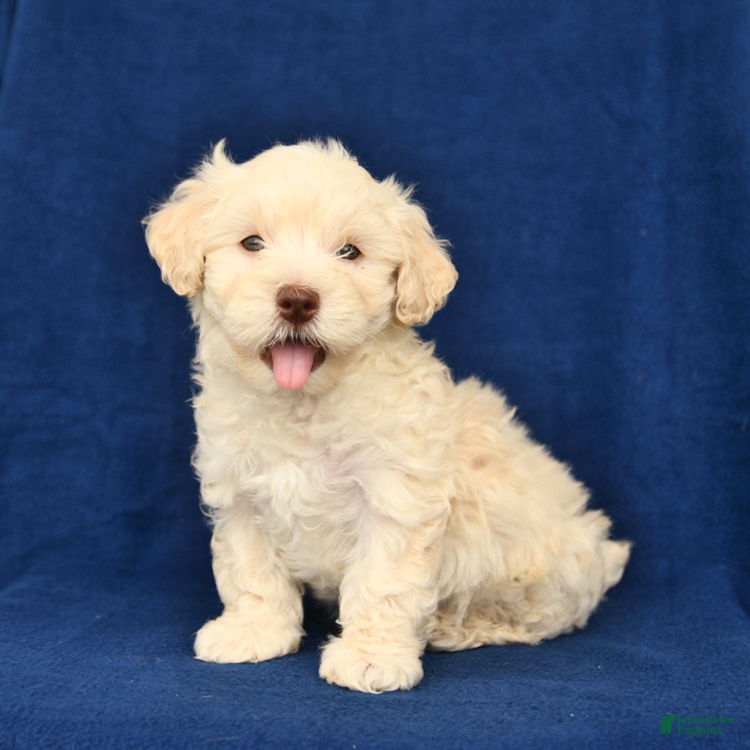 Shihpoo dogs for sale: Jonas - Image 5
