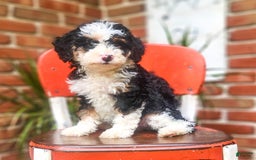 Mini Bernedoodle dogs for sale: Willow - Image 1