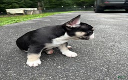 French Bulldog dogs for sale: Cadet - Image 2