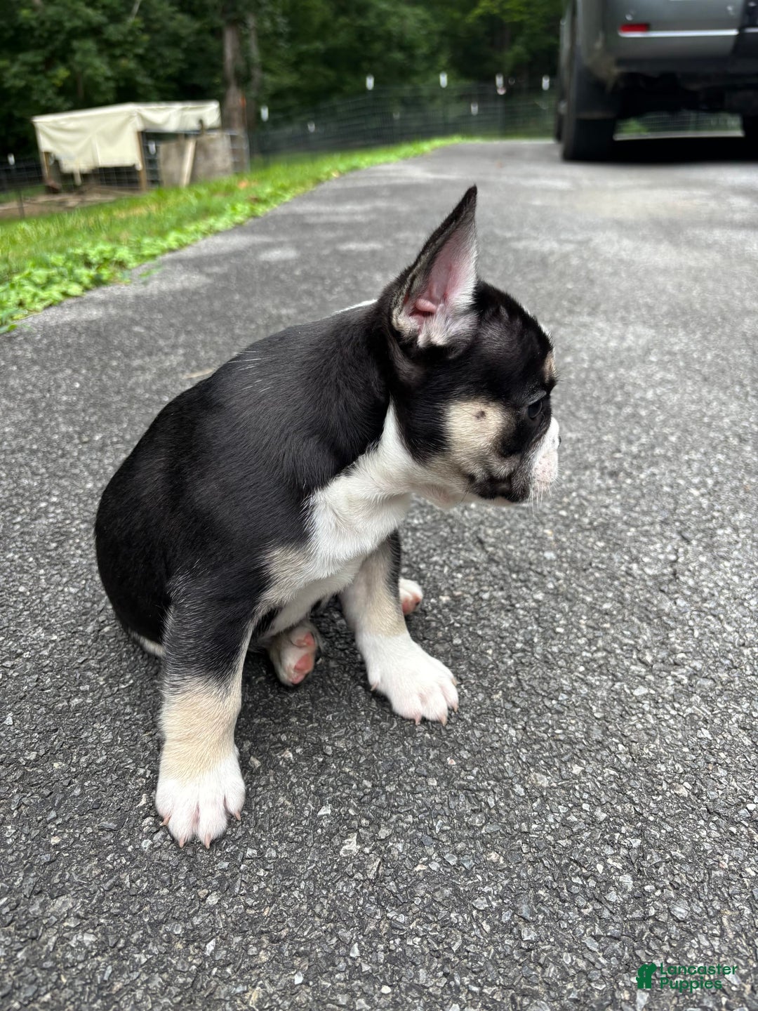 French Bulldog dogs for sale: Cadet - Image 2