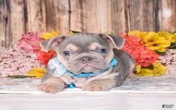 French Bulldog dogs for sale: Milton - Image 3