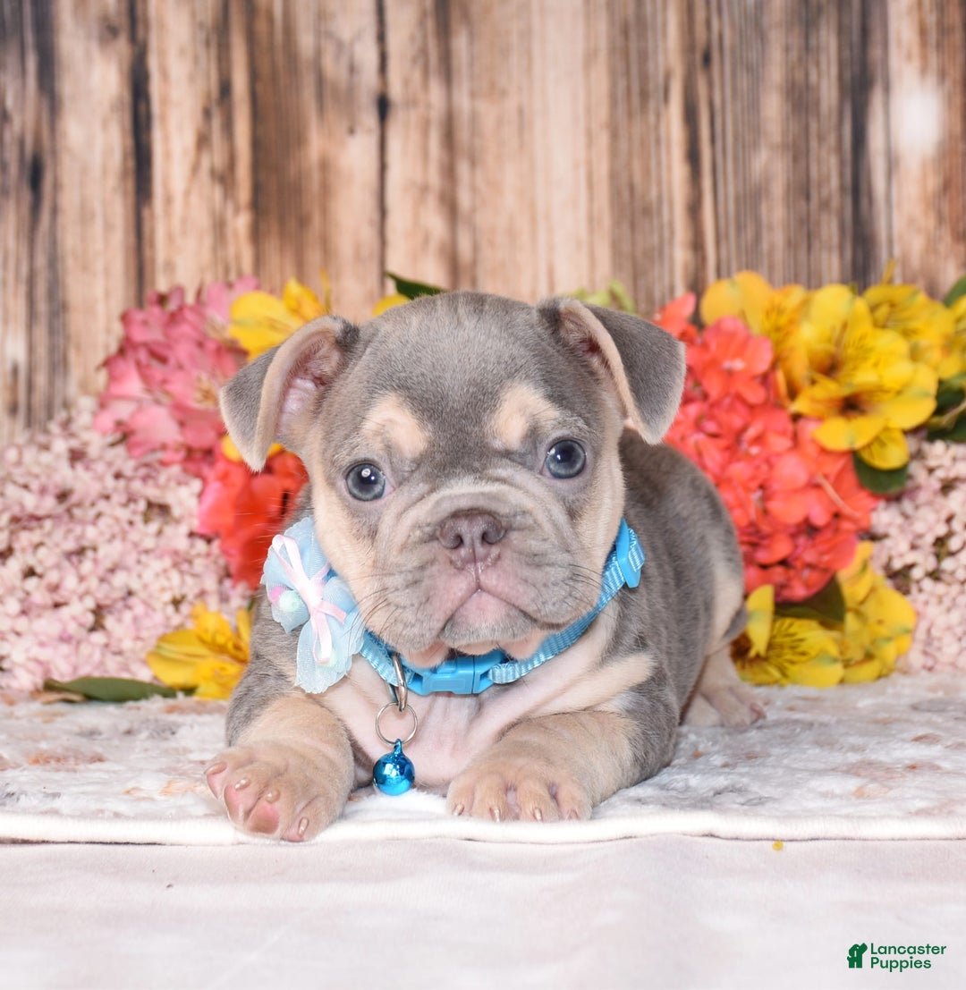 French Bulldog dogs for sale: Milton - Image 3