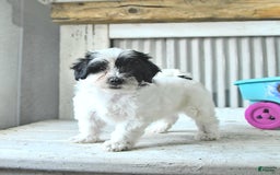 Maltipoo dogs for sale: Izzy - Image 3