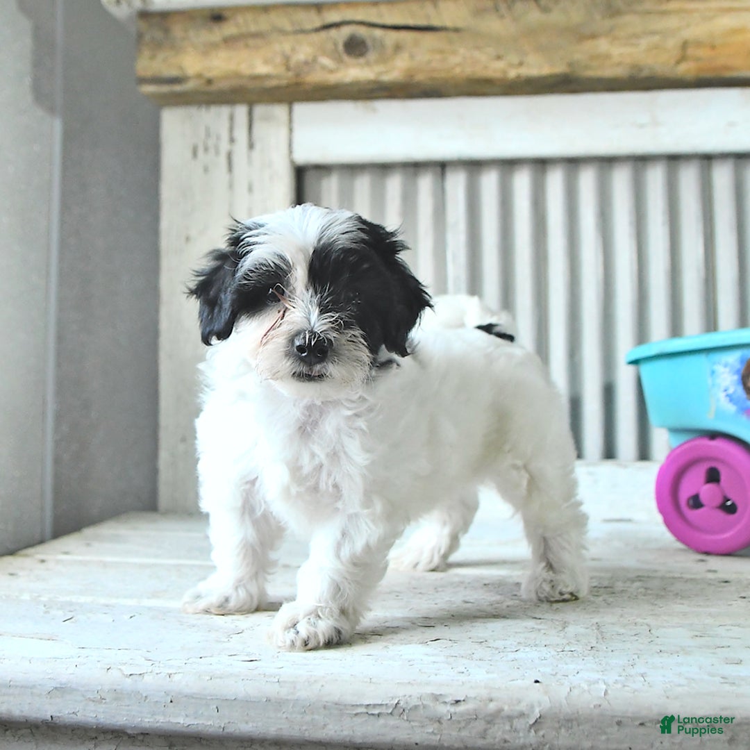 Maltipoo dogs for sale: Izzy - Image 3