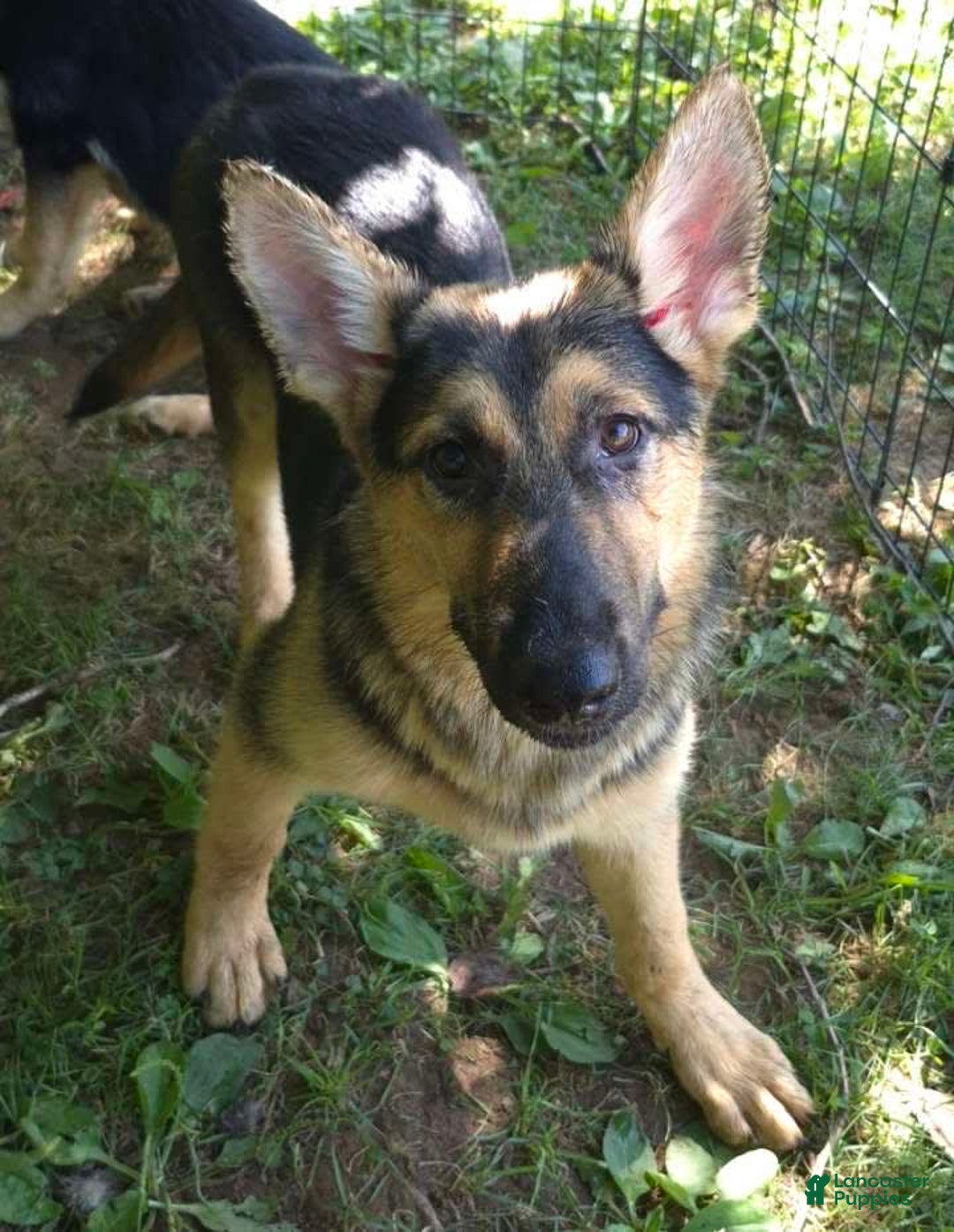 German Shepherd dogs for sale: Heidi - Image 22
