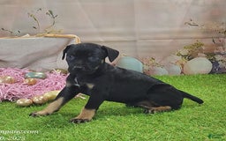 Catahoula Leopard Dog dogs for sale: Goldie 2025 F2 - Image 6