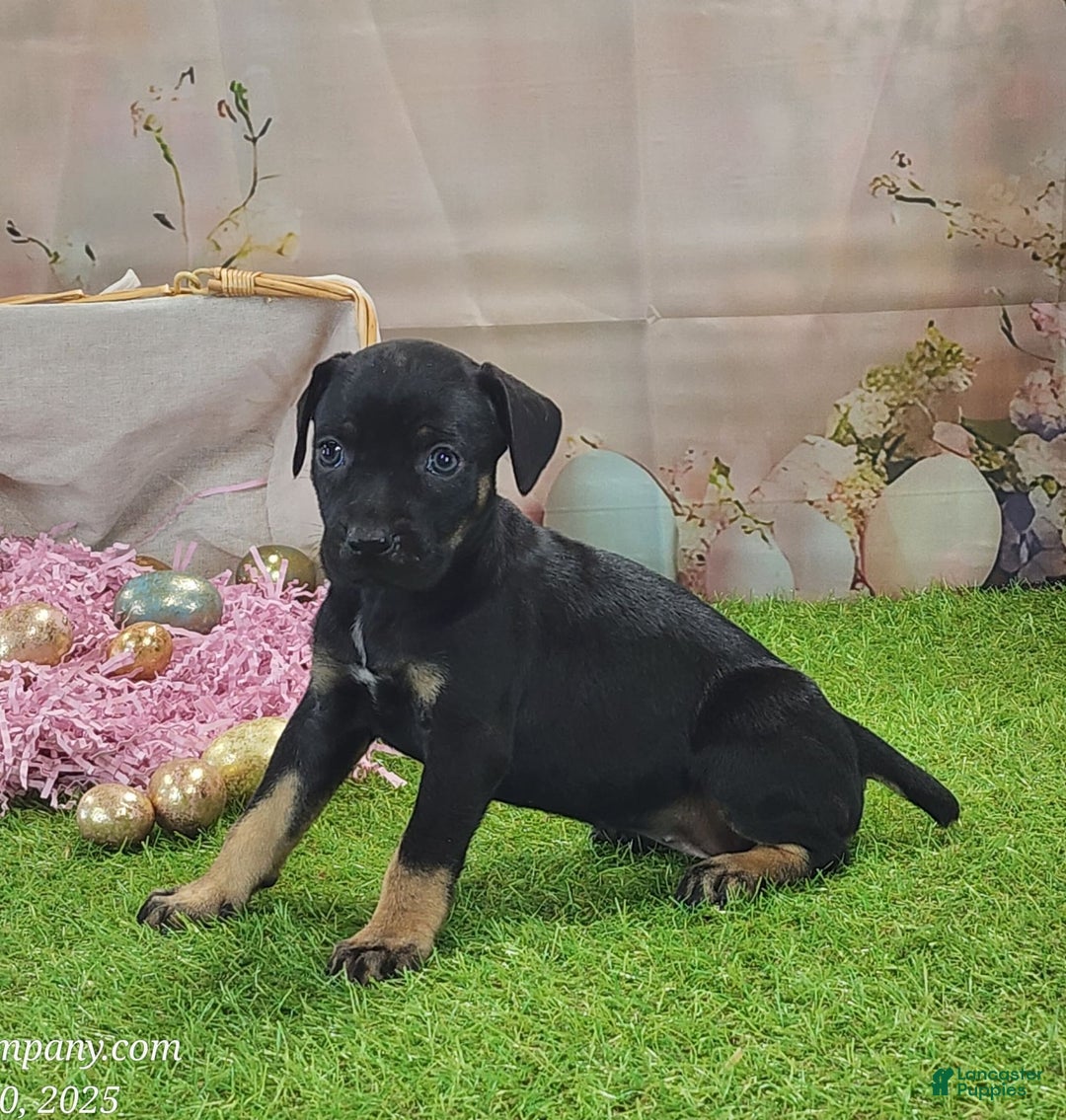 Catahoula Leopard Dog dogs for sale: Goldie 2025 F2 - Image 6