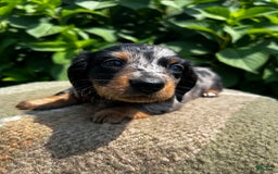 Dachshund dogs for sale: Ajax - Image 1