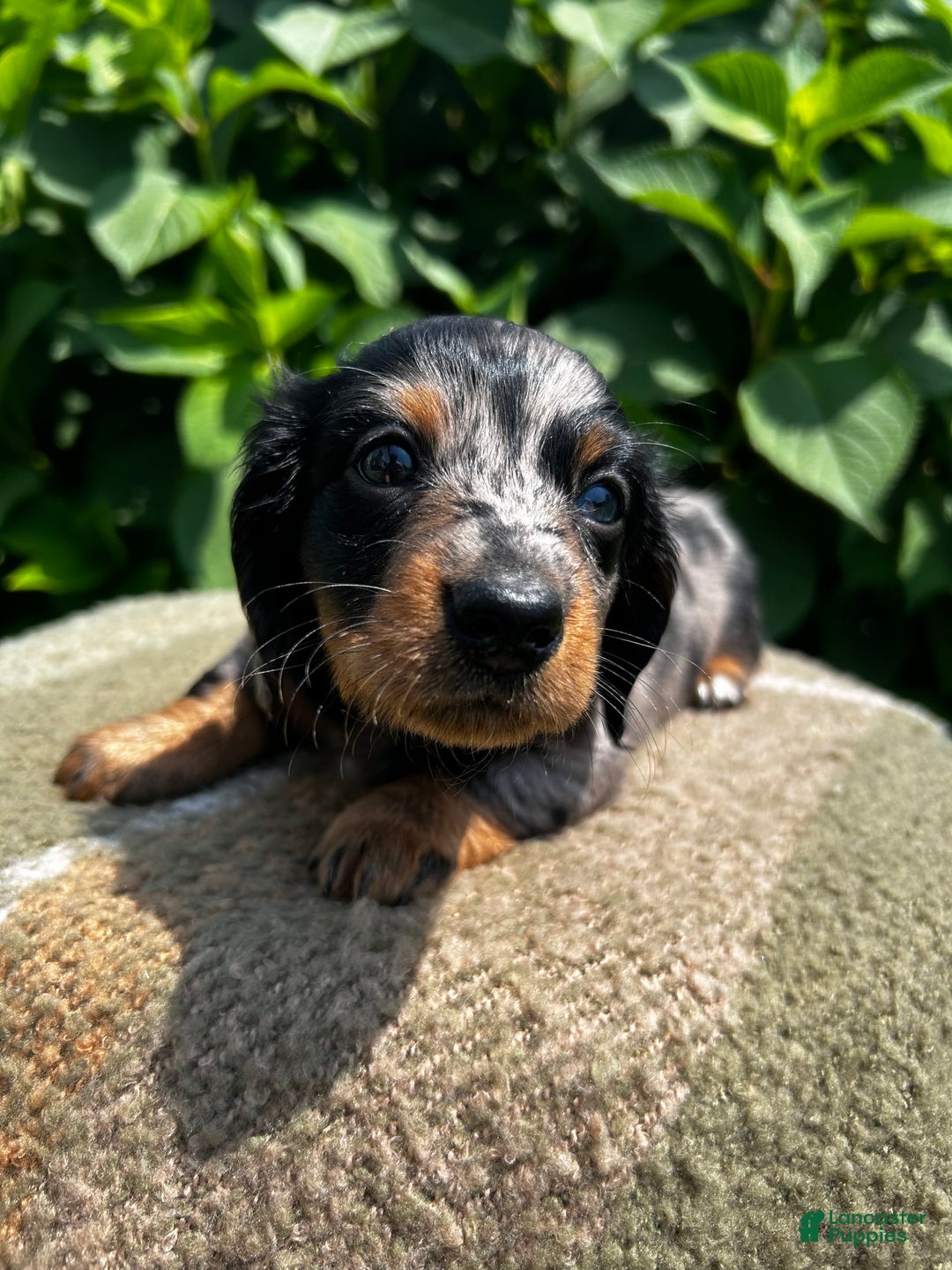 Dachshund dogs for sale: Ajax - Image 1