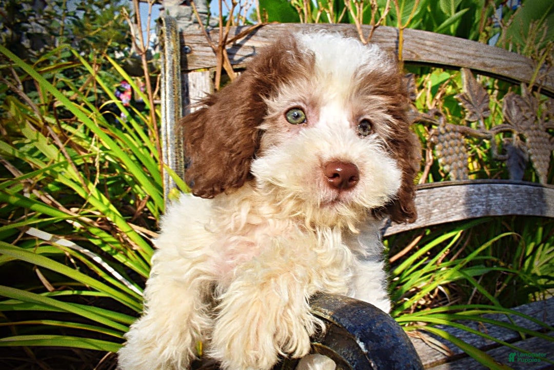 Havapoo dogs for sale: Hope - Image 15