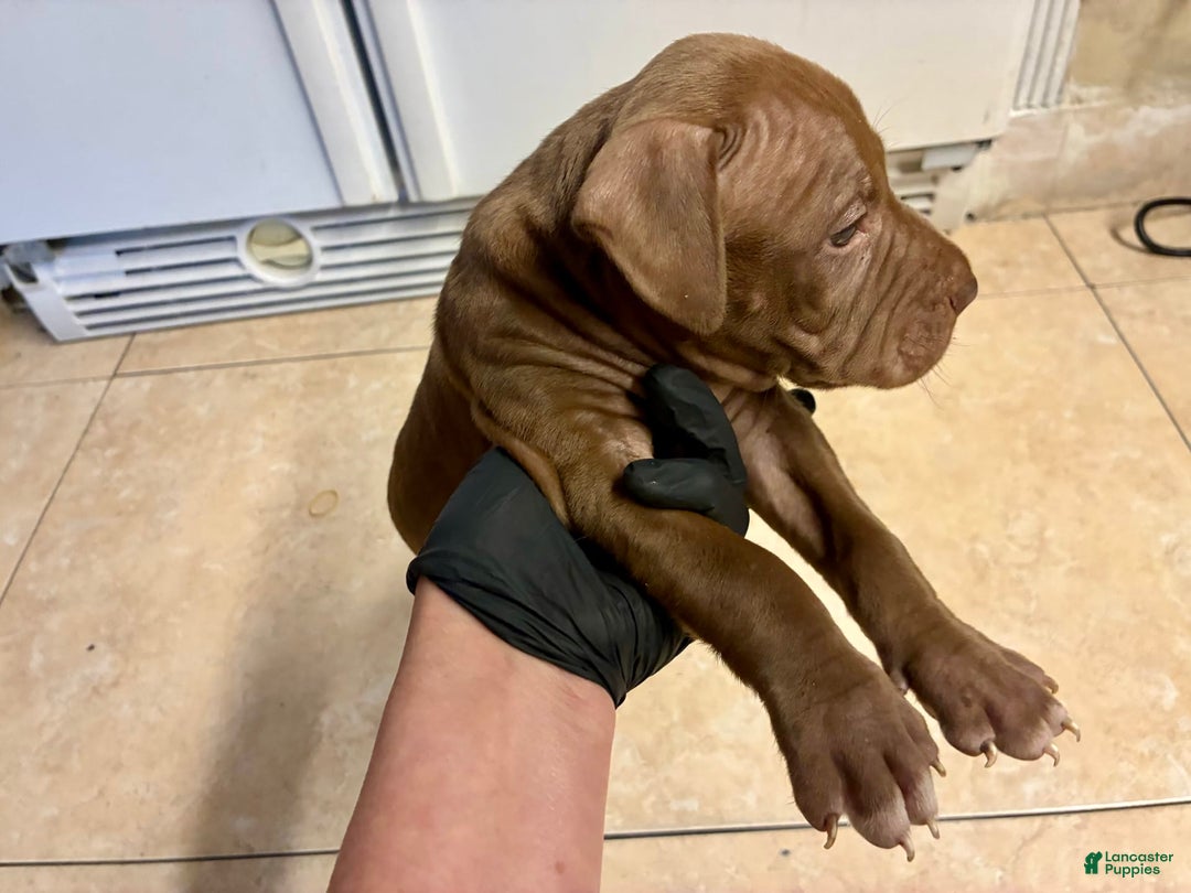 American Pit Bull Terrier dogs for sale: Boy - Image 4