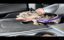 French Bulldog dogs for sale: Luna - Image 4