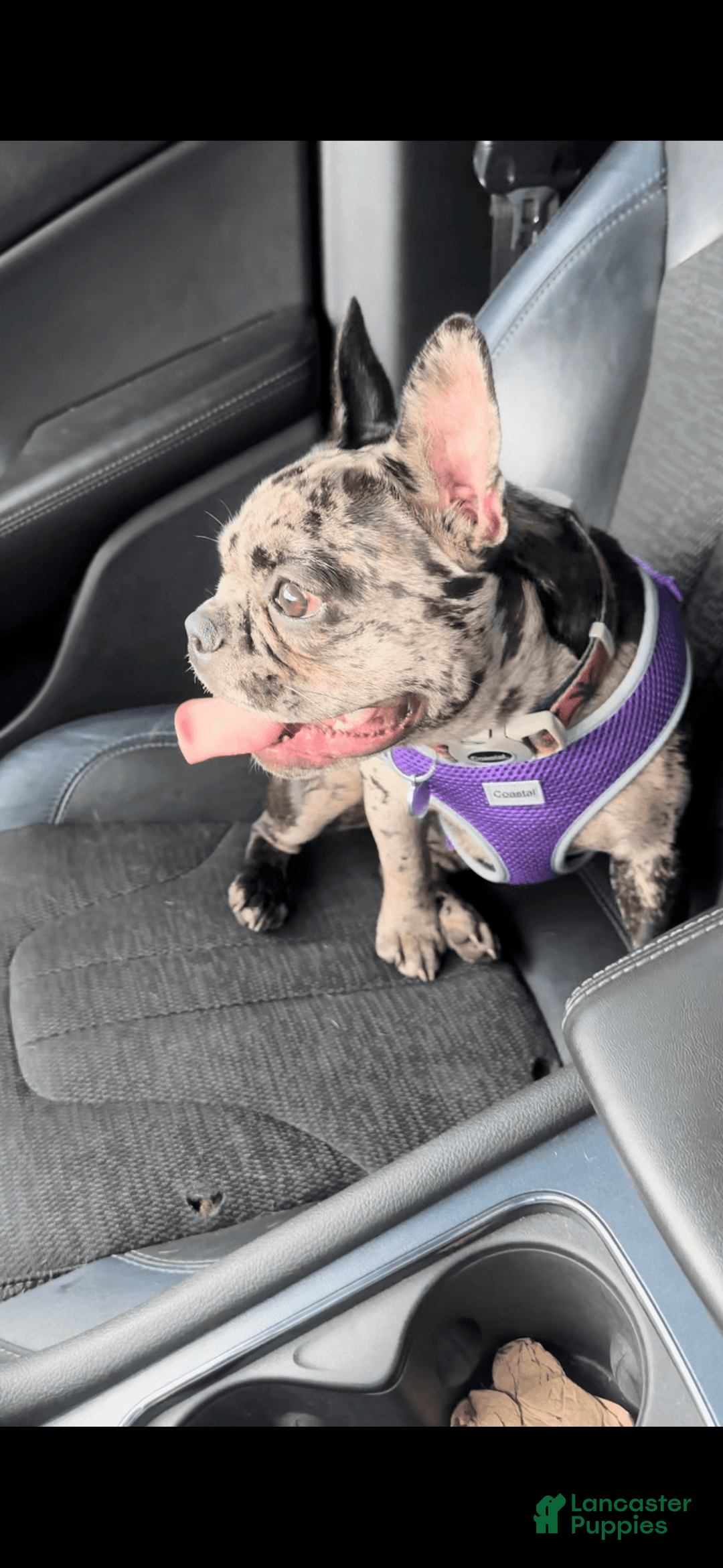 French Bulldog dogs for sale: Luna - Image 4