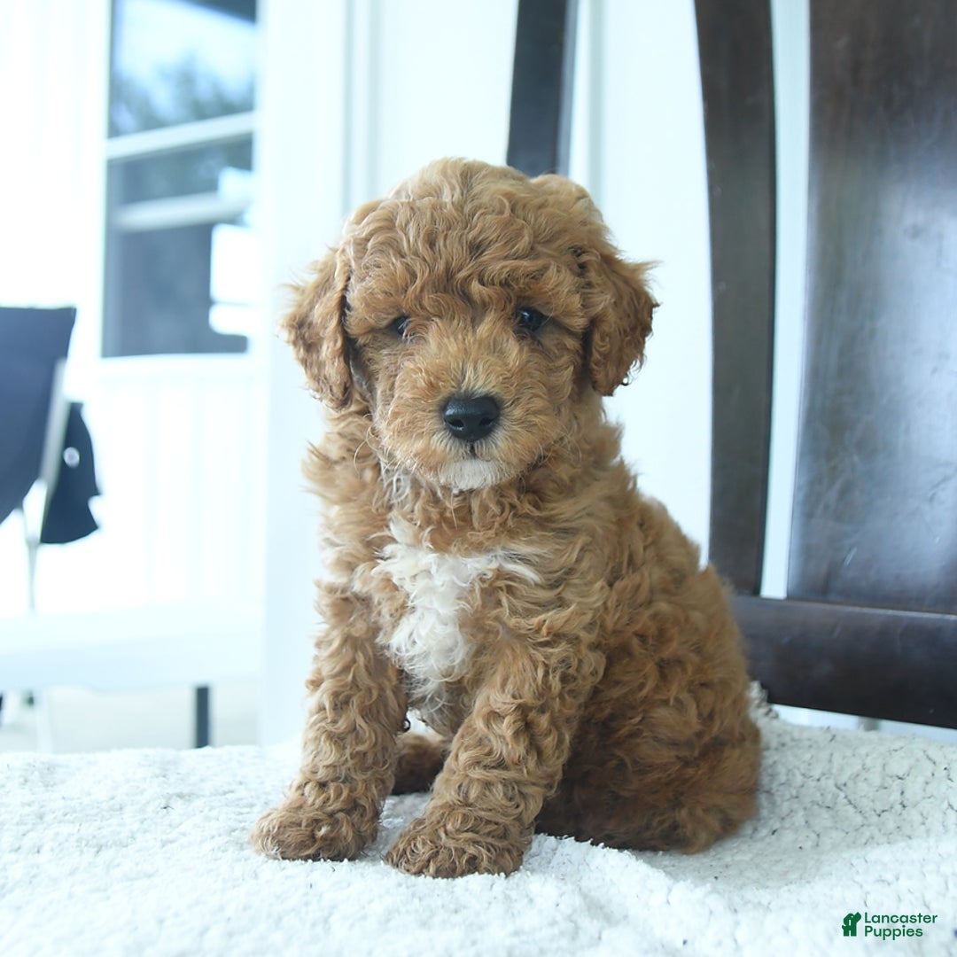 Miniature Poodle dogs for sale: Harper - Image 5
