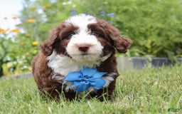 Mini Aussiedoodle dogs for sale: Mini Aussiedoodle 6 puppies - Image 4