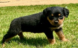 Rottweiler dogs for sale: Pink Collar - Image 6