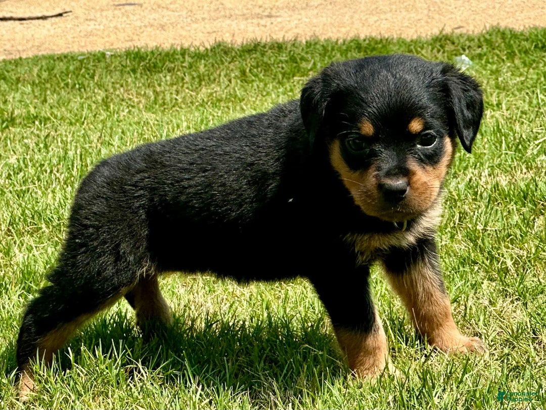 Rottweiler dogs for sale: Pink Collar - Image 6