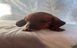 Dachshund dogs for sale: Benny - Image 6