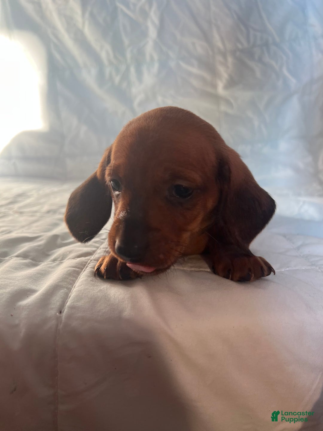 Dachshund dogs for sale: Benny - Image 6