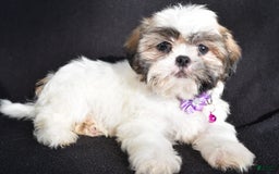 Shih Tzu dogs for sale: Twinkle - Image 3