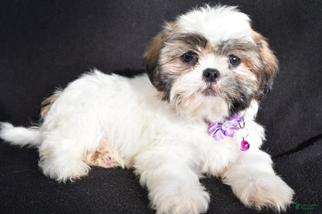 Shih Tzu dogs for sale: Twinkle - Image 3