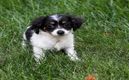 Chihuahua dogs for sale: Nova - Image 1