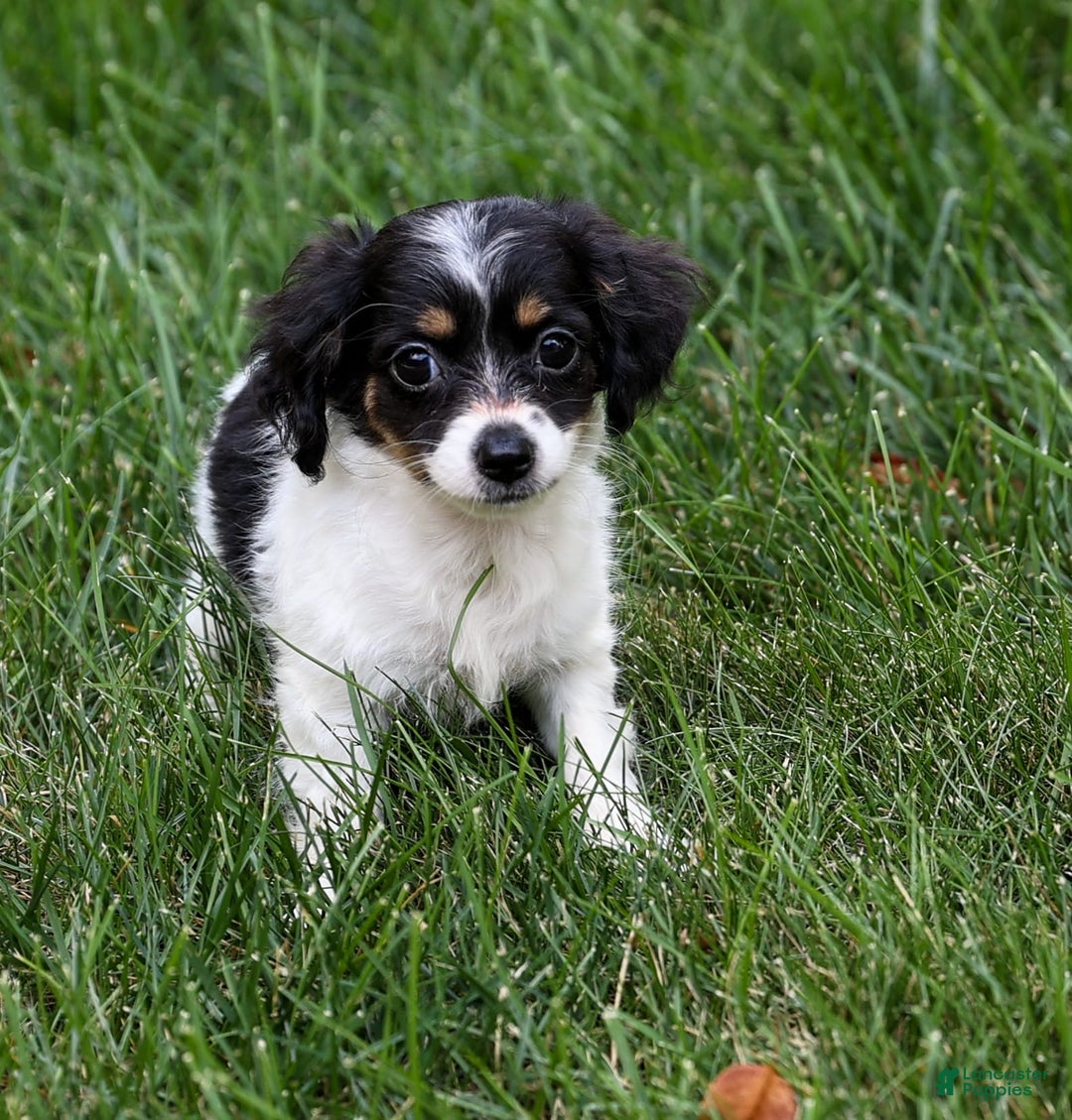 Chihuahua dogs for sale: Nova - Image 1