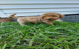 Goldendoodle dogs for sale: BARKLEY - Image 1
