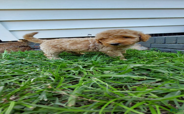 Goldendoodle dogs for sale - Ad 2