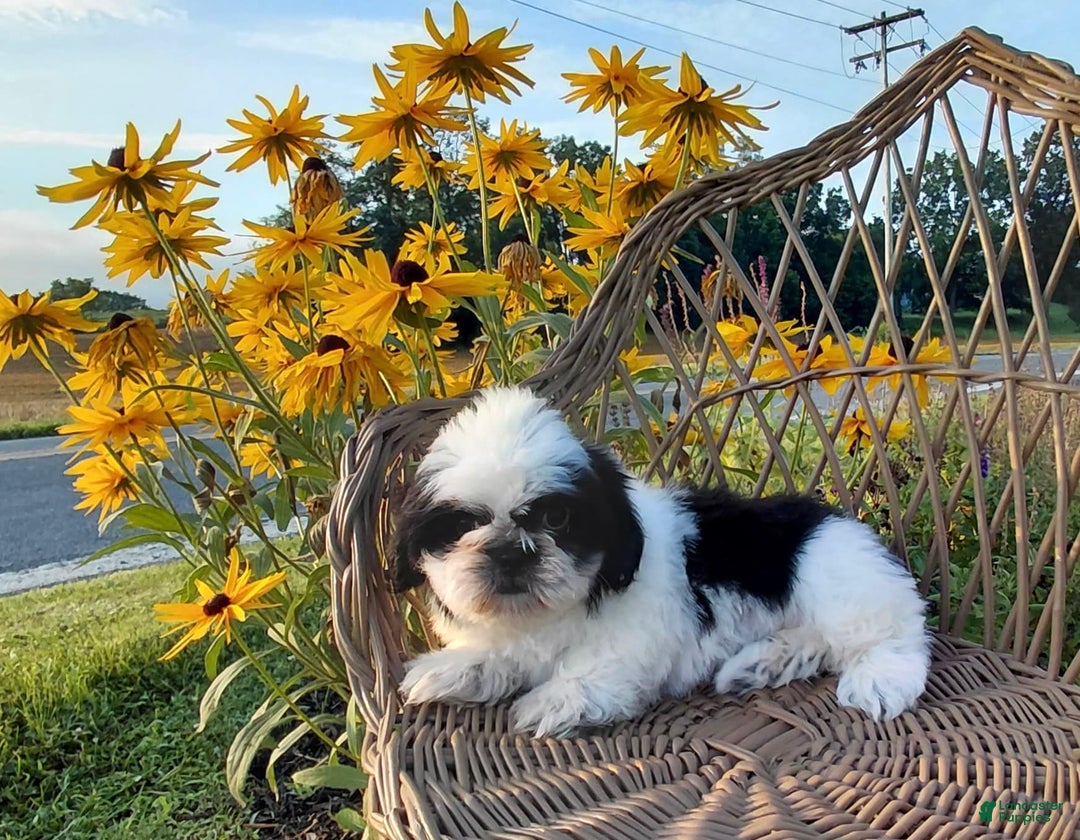 Shih Tzu dogs for sale: Star - Image 1