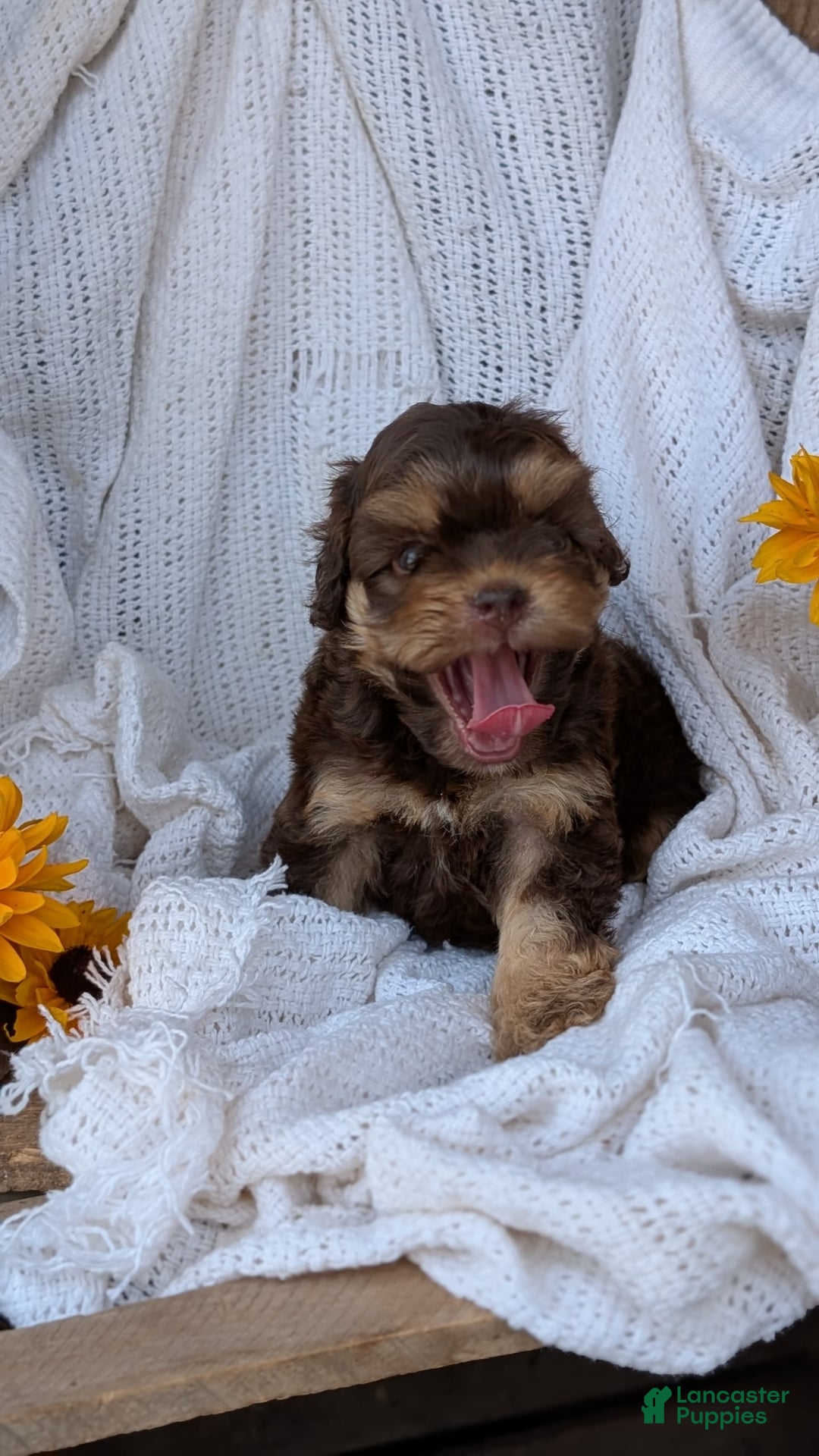Cockapoo dogs for sale: Hazel - Image 4