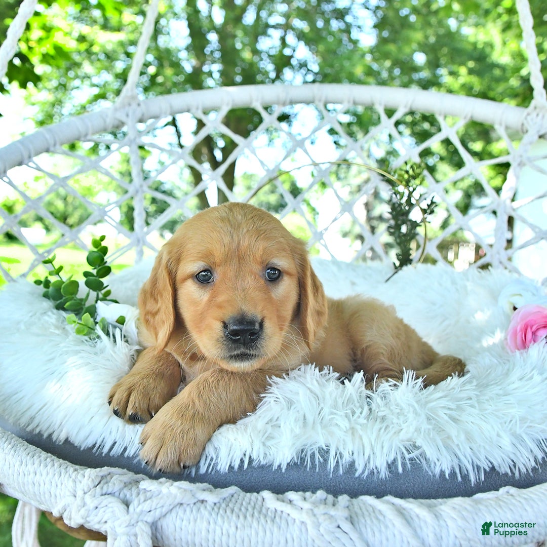 Golden Retriever dogs for sale: Aleigha - Image 6