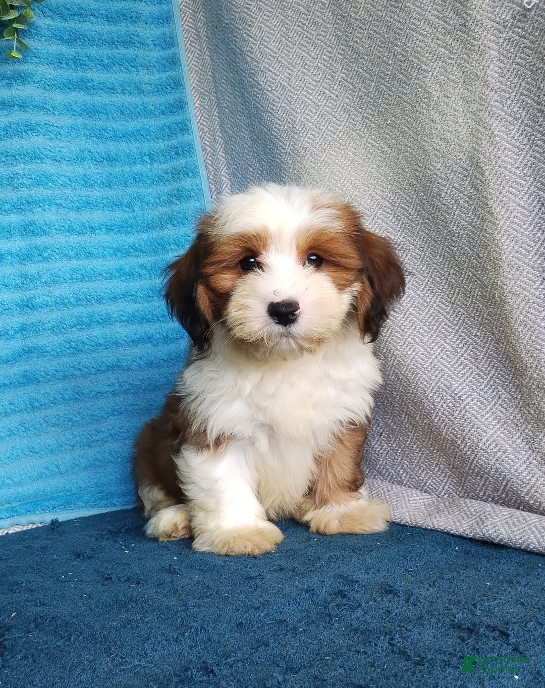 Havanese dogs for sale: Dolly - Image 5