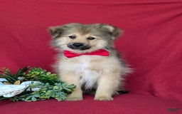 Pomeranian dogs for sale: Ellison - Image 4