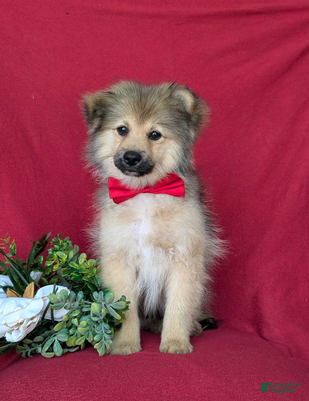 Pomeranian dogs for sale: Ellison - Image 4