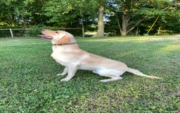 Labrador Retriever dogs for stud: Jockholm Curious Augustine - Image 5