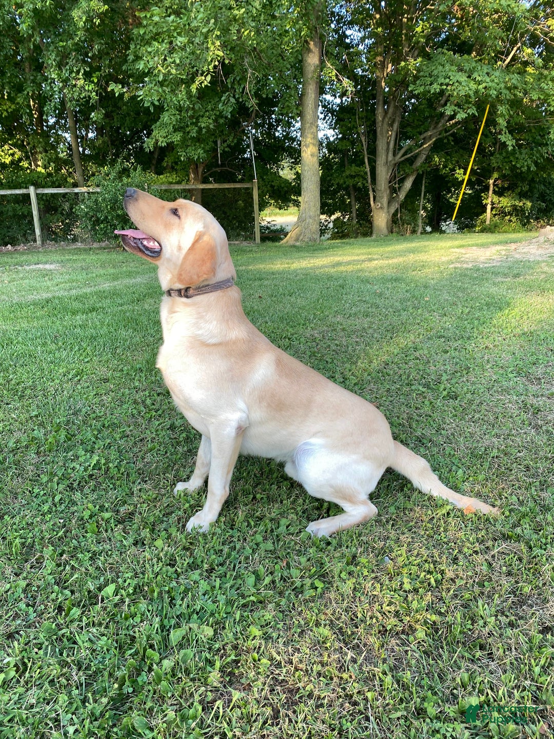 Labrador Retriever dogs for stud: Jockholm Curious Augustine - Image 5
