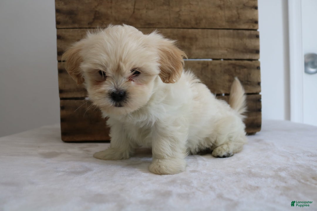 Teddy Bear dogs for sale: Keesha - Image 7