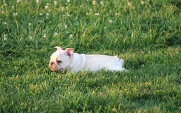 French Bulldog dogs for sale: Lincoln - Image 19