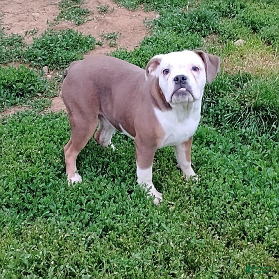 Boston Terrier dogs for sale: Porky - Image 2