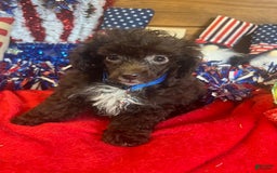 Toy Poodle dogs for sale: Max - Image 2