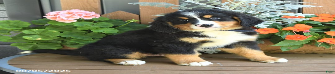 Milo